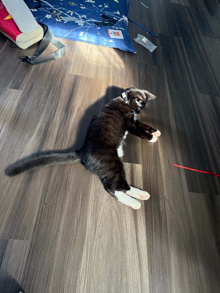 Isamu Dyson Solsdottir, a black tabby, laying in the sun