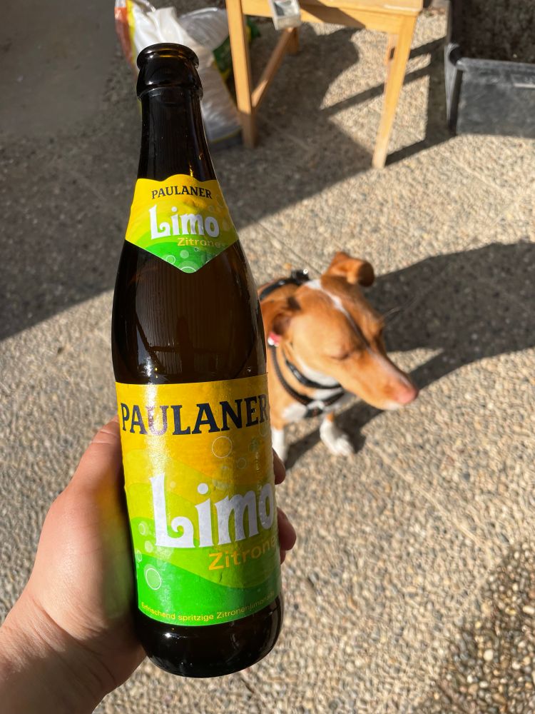 Eine Flasche Paulaner Limo Zitrone. Im Hintergrund sieht man einen fuchsfarbenen Hund sitzen