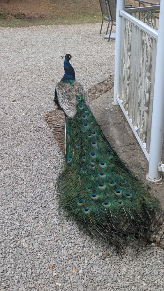 The image shows a peacock in all his majestic glory, standing next to a small ornate gazebo. His head is pointed to one side, looking to see if anyone in the grounds has food for him. His tail is long and sweeps the gravel behind him. He is not currently screaming.