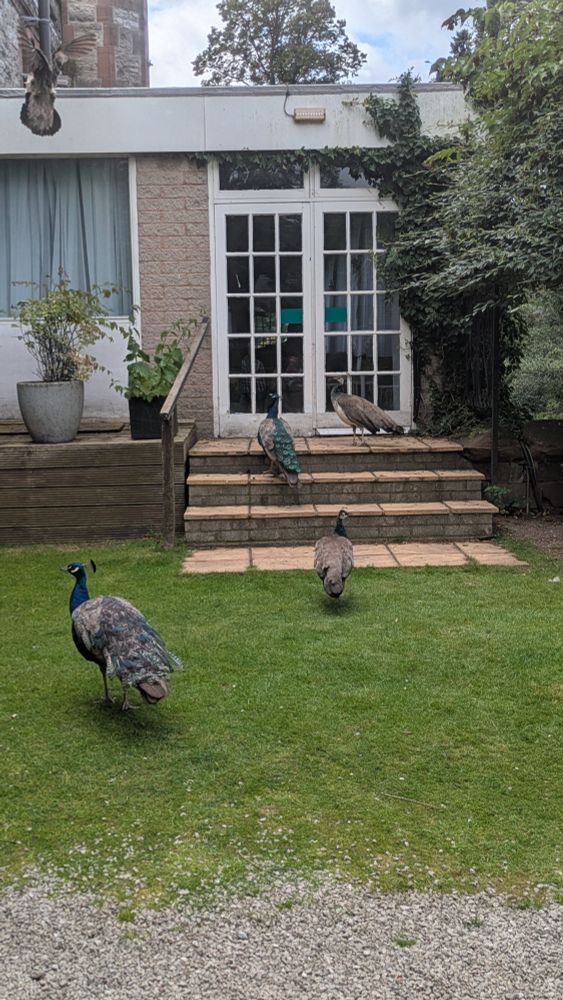 The image shows a set of steps leading to a set of white french doors. On the grass in front of the steps, on the steps themselves, and jump/flying to the roof can be seen some peacocks/peahens