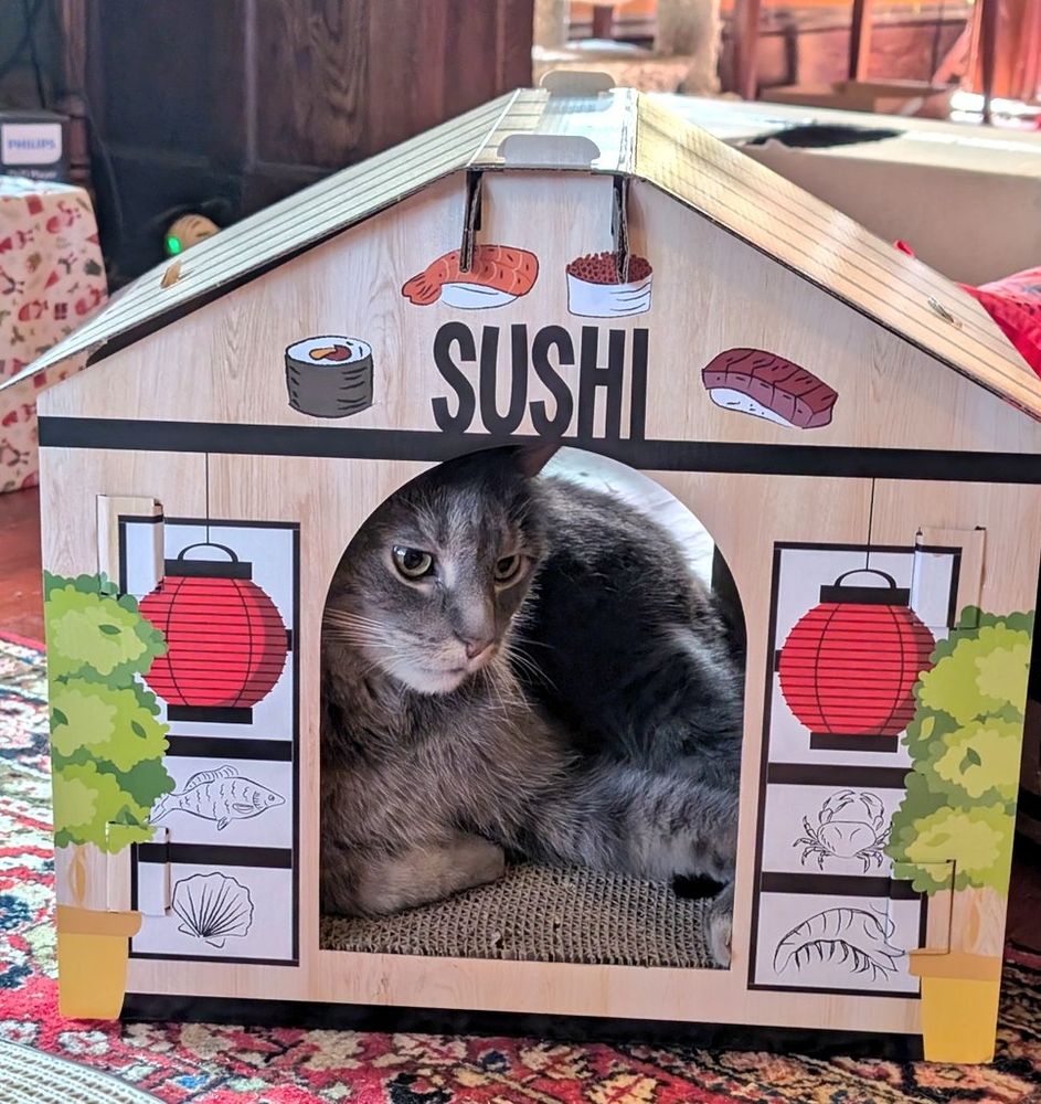 Large grey kitty lounging inside a cardboard Sushi House.
