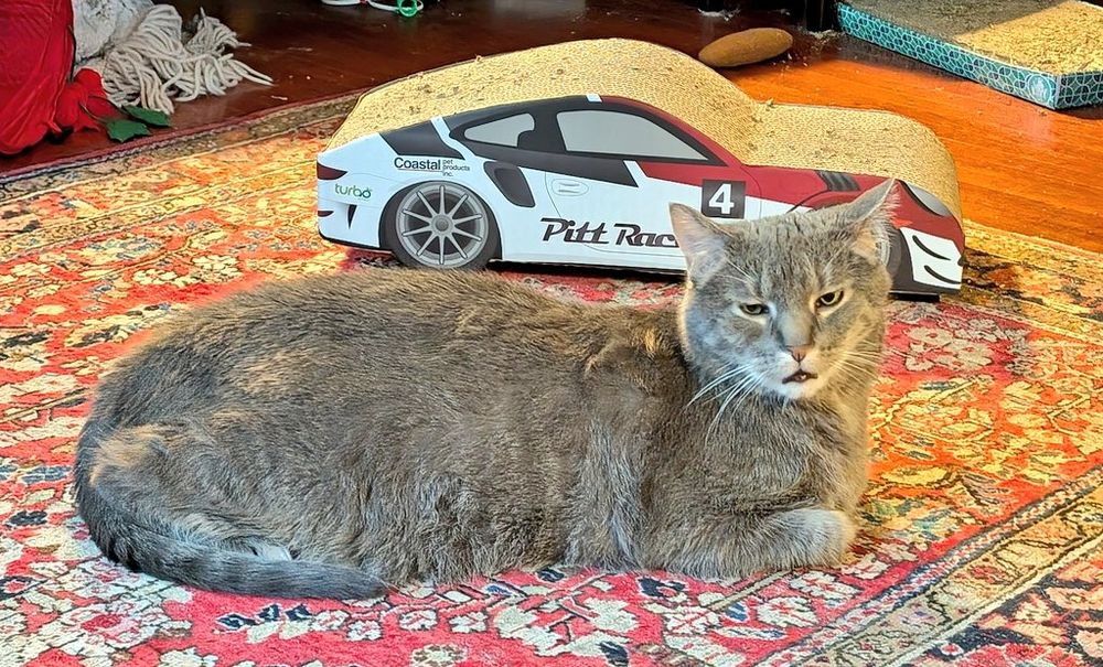 Large grey kitty laying on a rug with his eyes half closed and mouth slightly open.  Race car cardboard scratcher in th background 