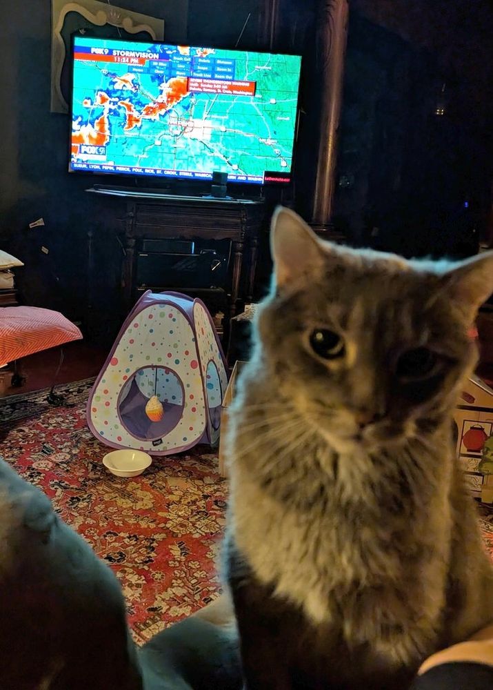 Large grey kitty looking pathetically at the camera, begging for treats.  A TV is on in the background showing radar of the Twin Cities during a severe thunderstorm warning from Fox 9.
