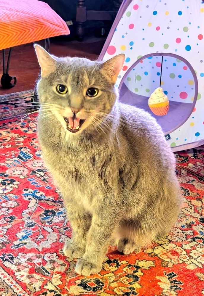 Large grey kitty demanding second dinner.  He's looking at the camera and yelling.