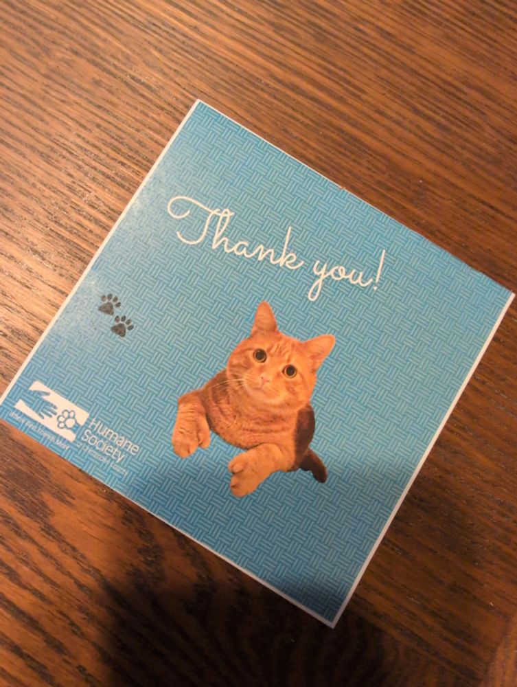 Thank you card from the humane society of Chittendon County, featuring ginger polydactyl kitty Ravioli!