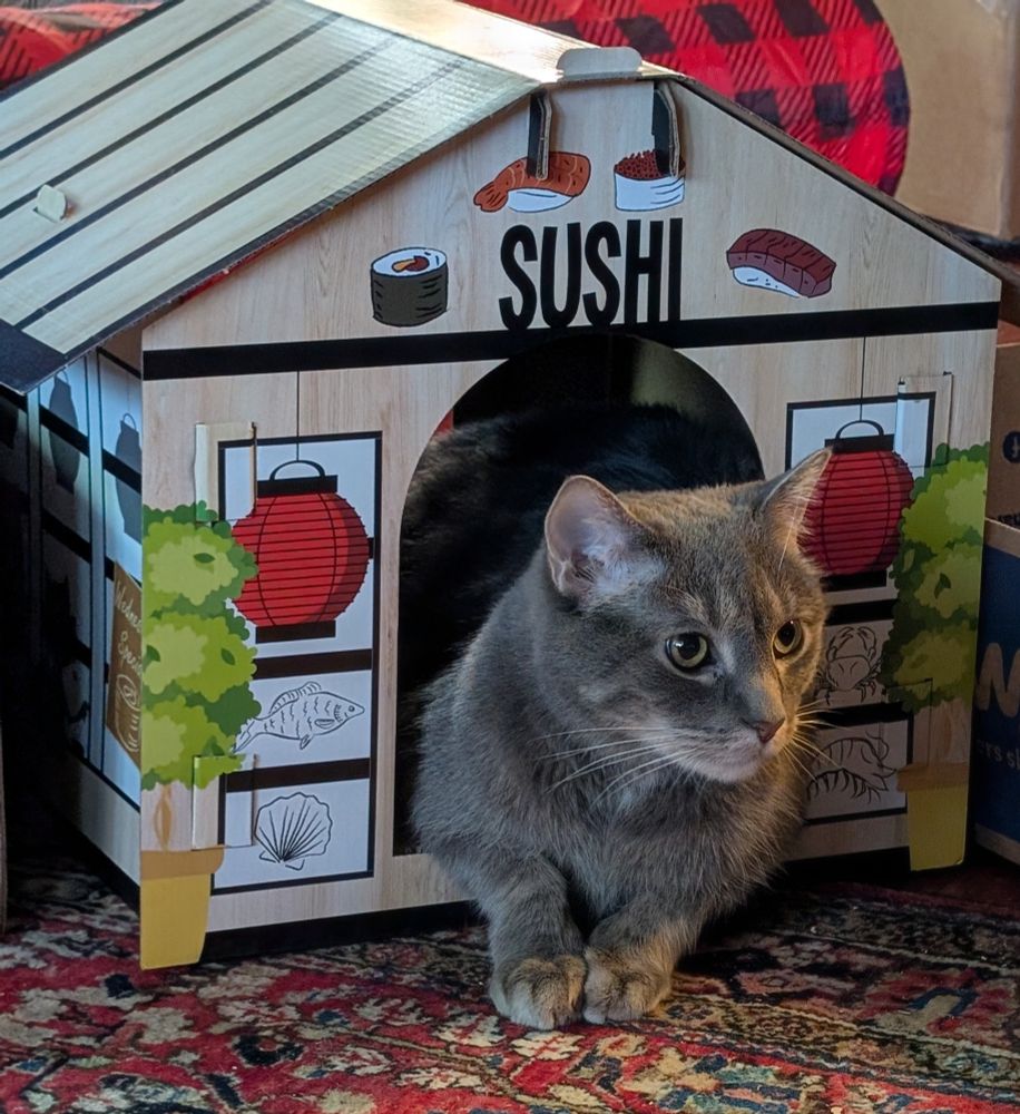 Large grey kitty hanging out of a cardboard Sushi house