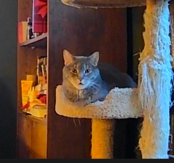 Grey kitty in loaf mode in the second shelf of a 3 tier cat tree, looking forlornly into the camera.