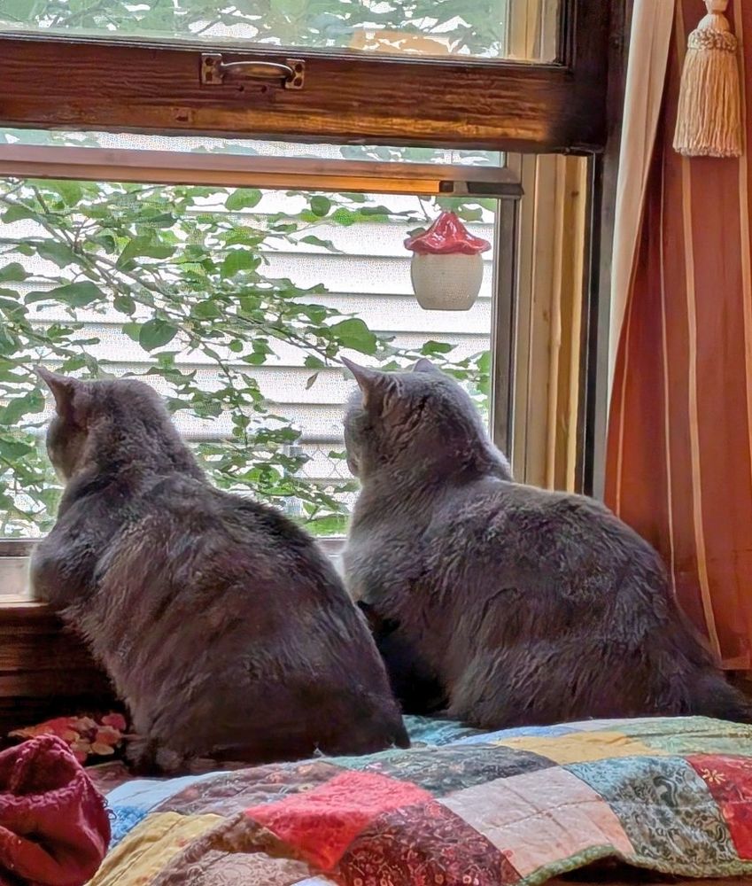 Two large grey kitties bellied up to the windowsill, looking outside for birbs. 