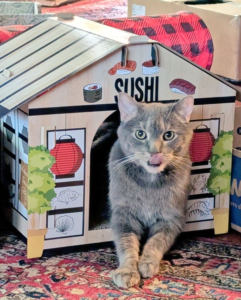 Large grey kitty with his tongue out, with the front half of his body hanging out of a cardboard Sushi house.  