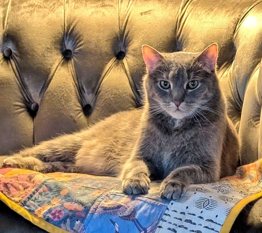 Large grey kitty looking very satisfied, lounging on a quilt on a grey couch, having scored the victory of his brother Max