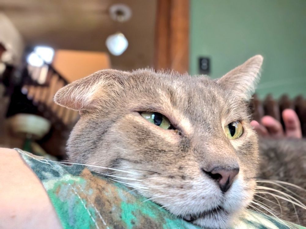 Grey tabby kitty resting his chin on a leg, looking pretty satisfied and not hot at all 