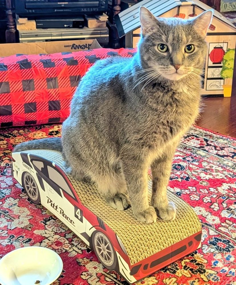 Large grey kitty sitting handsomely on top of a cardboard scratcher shaped like a race car.