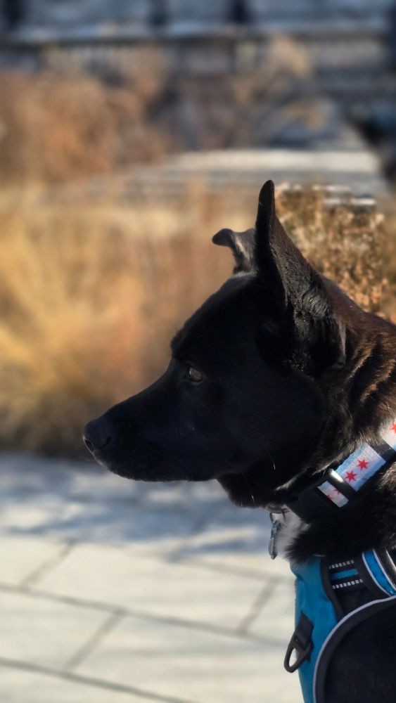 A small black dog looks into the distance.   He is a very good boy 