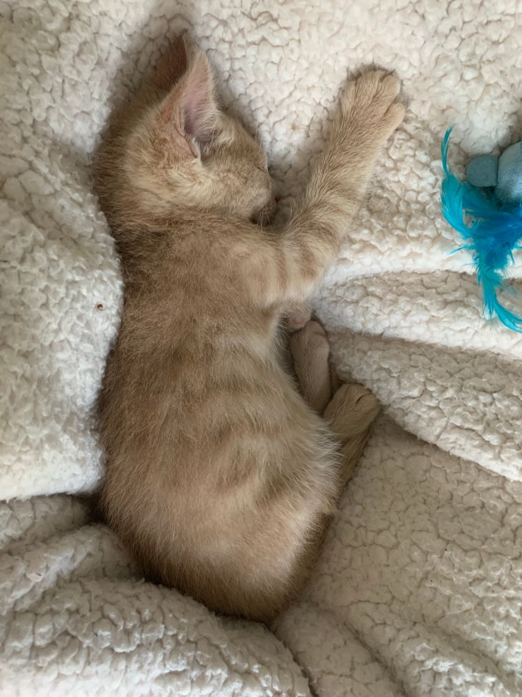 A photo of a small orange kitten sleeping on his side.