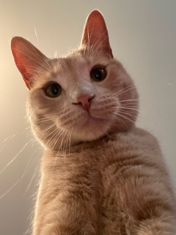 A upshot photo of an orange cat.