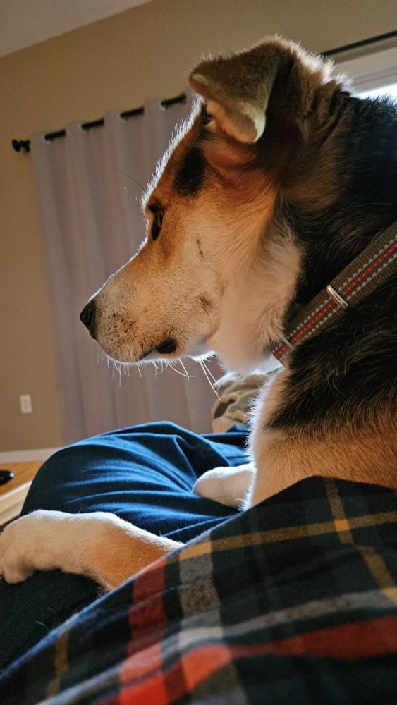 Cooper is an approximately 3 year old hound mix. He is sitting on the lap of a person and is looking distinguished.
