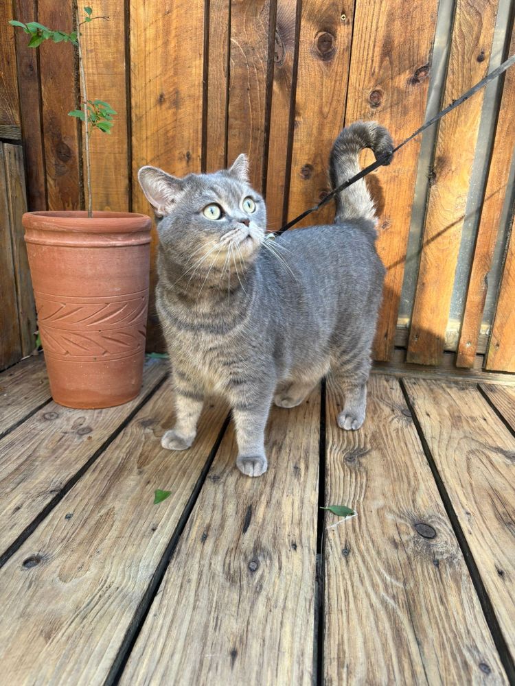 A very inquisitive grey cat on a lead explores a back garden