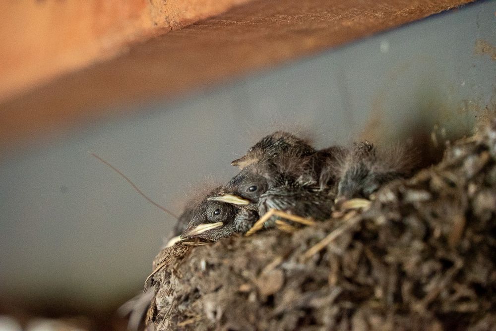 Nahaufnahme von einem Nest voller Schwalbenküken an einer Hauswand. Sie sind gestapelt und haben gerade so ihre Äuglein auf.