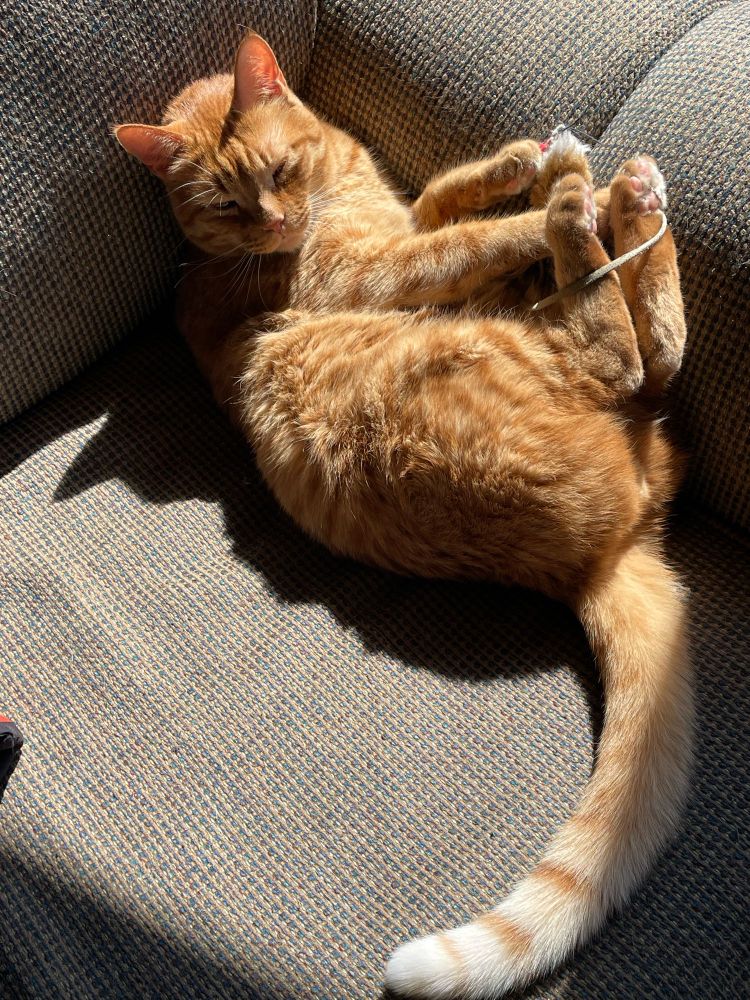 Orange cat basking in the sun in the corner of a brown couch on her back with all her feet in the air. Her back feet are loosely wrapped with a leather string from a toy. Her tail is slightly curved to the left behind her. 