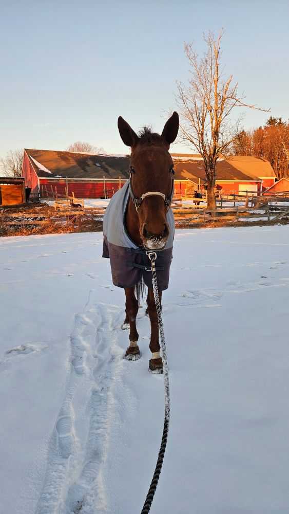 Fiona a few steps away facing the camera and standing in a snowy outdoor ring. Our barn in golden hour light is behind her. Her forelock is sticking up in a tuft between her ears