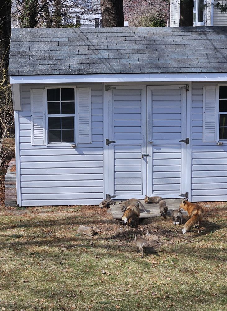 A red fox pair and 7 kits playing around the entrance to a den under a white sided shed