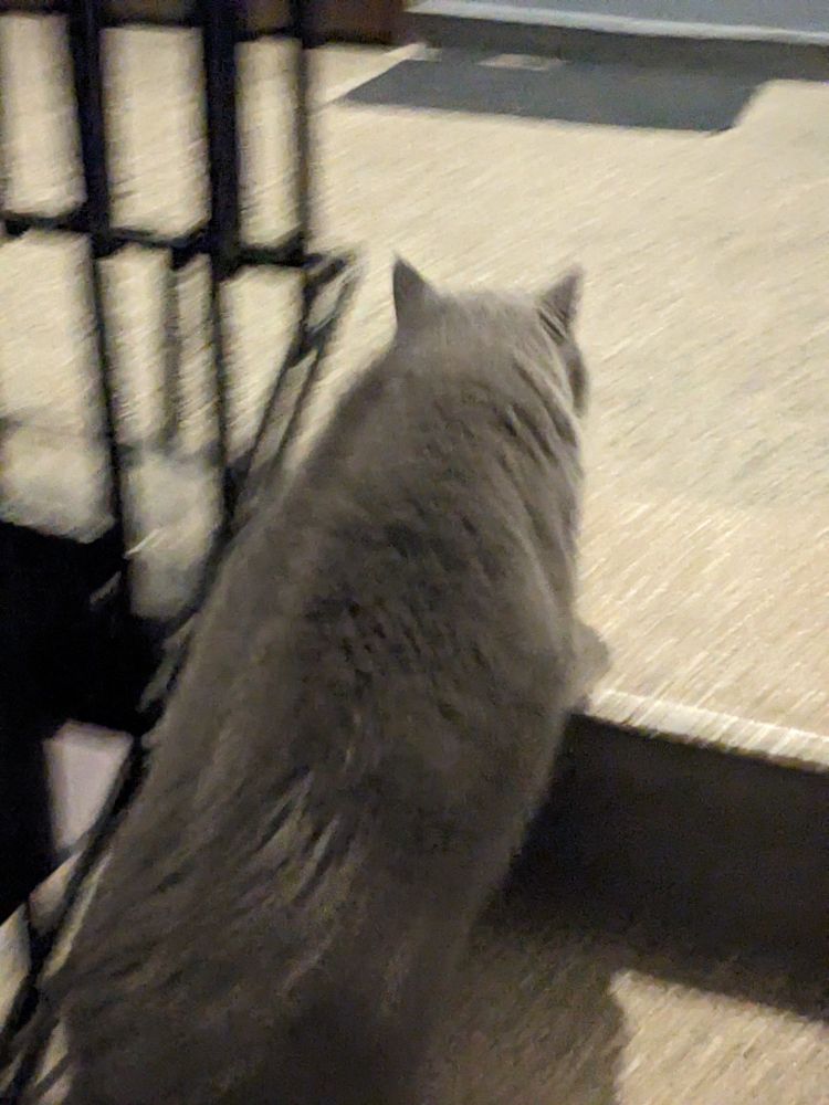 Blurry grey cat running up the stairs.