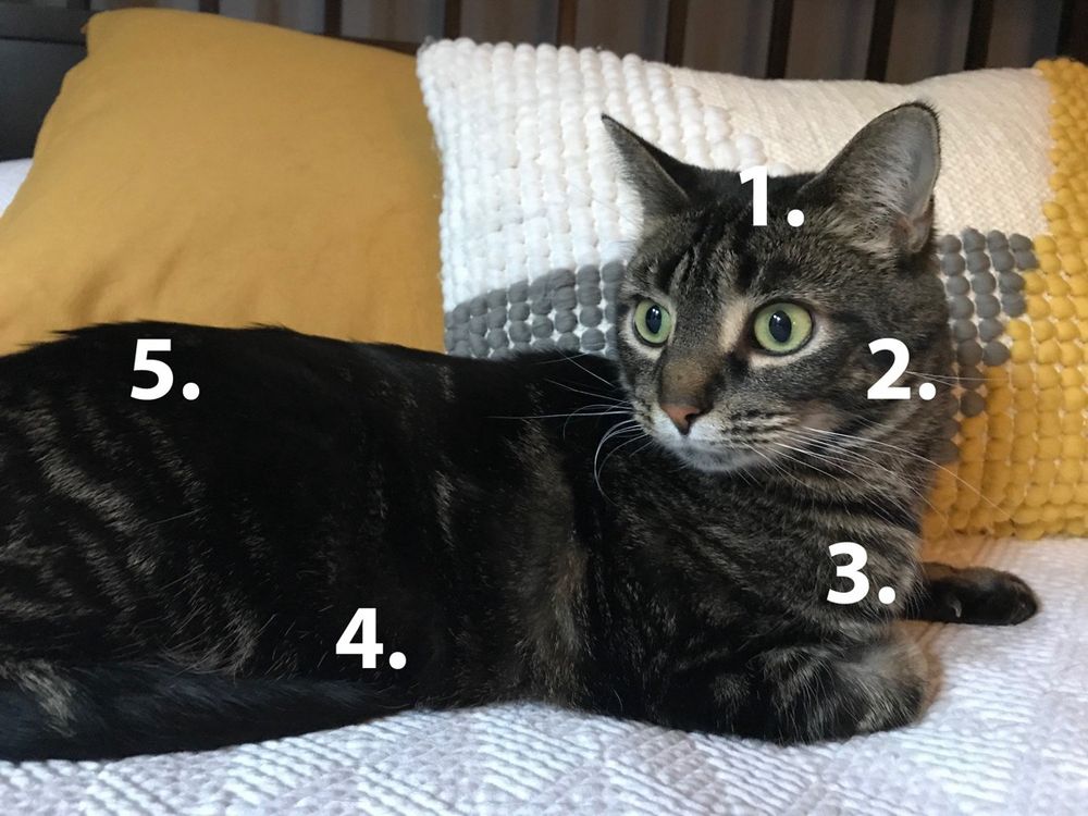 My cat with five zones: 1. Top of head 2. Cheeks 3 chest 4 belly 5 back 