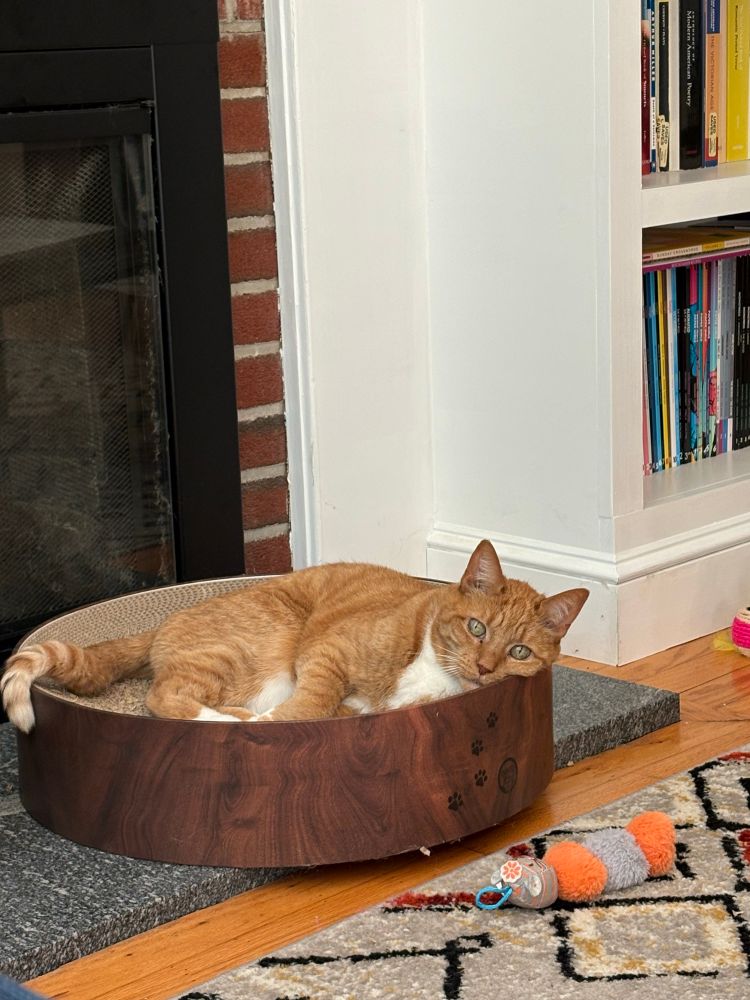 An adorable orange house cat lounges in a bed/scratcher next to a fireplace and bookshelf.