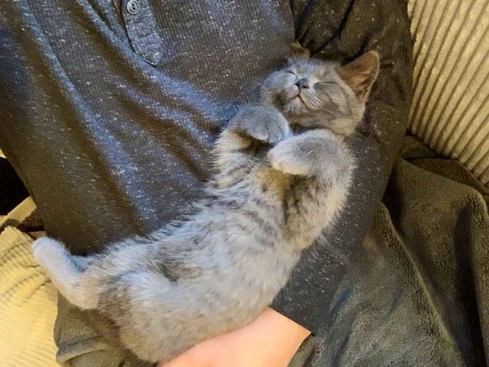 Eine kleine British-Kurzhaar-Katze schläft auf dem Rücken liegend auf meinem Arm und ist dabei im nicht mehr legalen Rahmen niedlich.