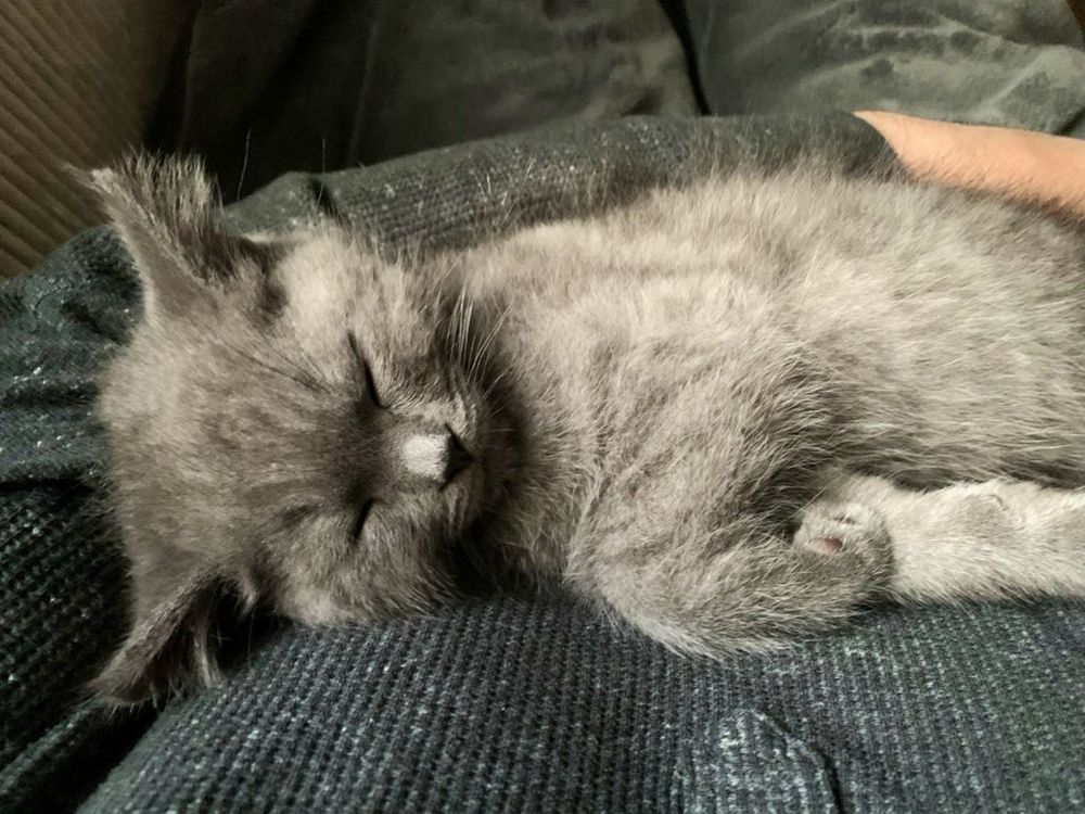 Eine kleine British-Kurzhaar-Katze schläft auf meinem Arm und ist dabei im gerade noch legalen Rahmen niedlich.