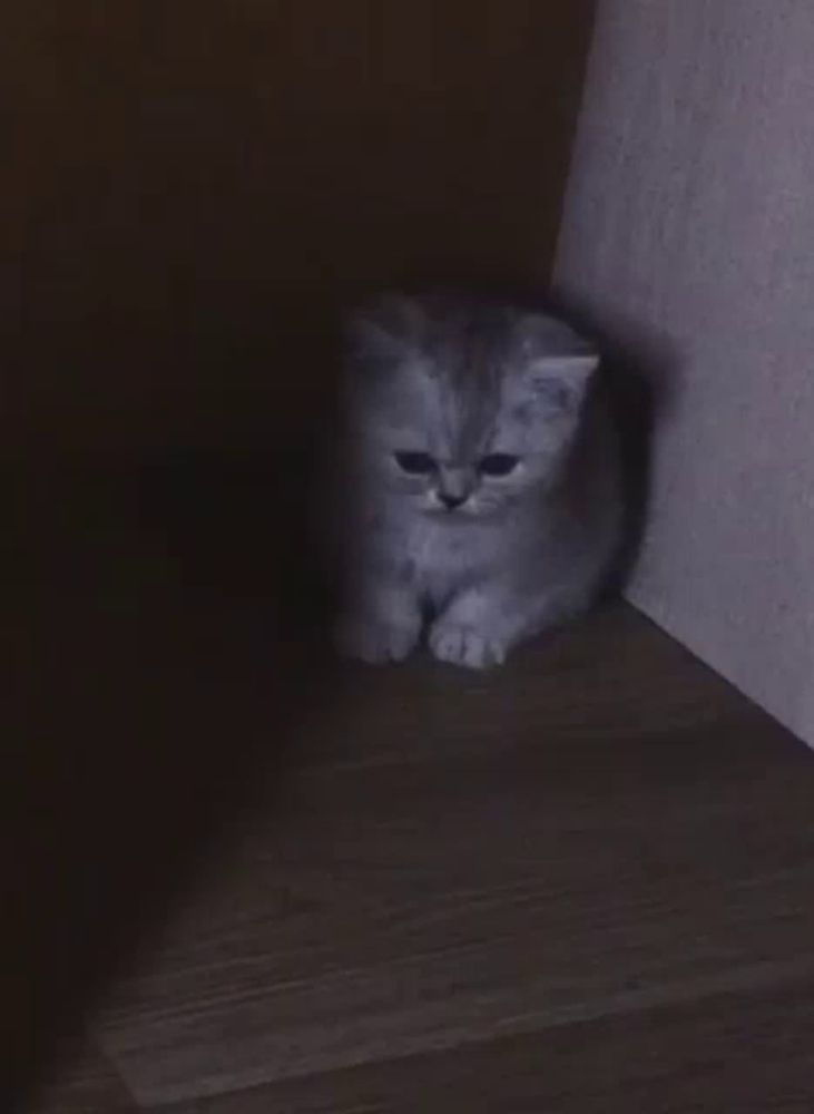 a kitten is sitting in a dark corner of a room