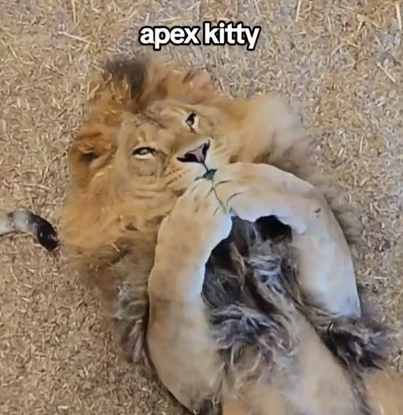 A ferocious, majestic lion