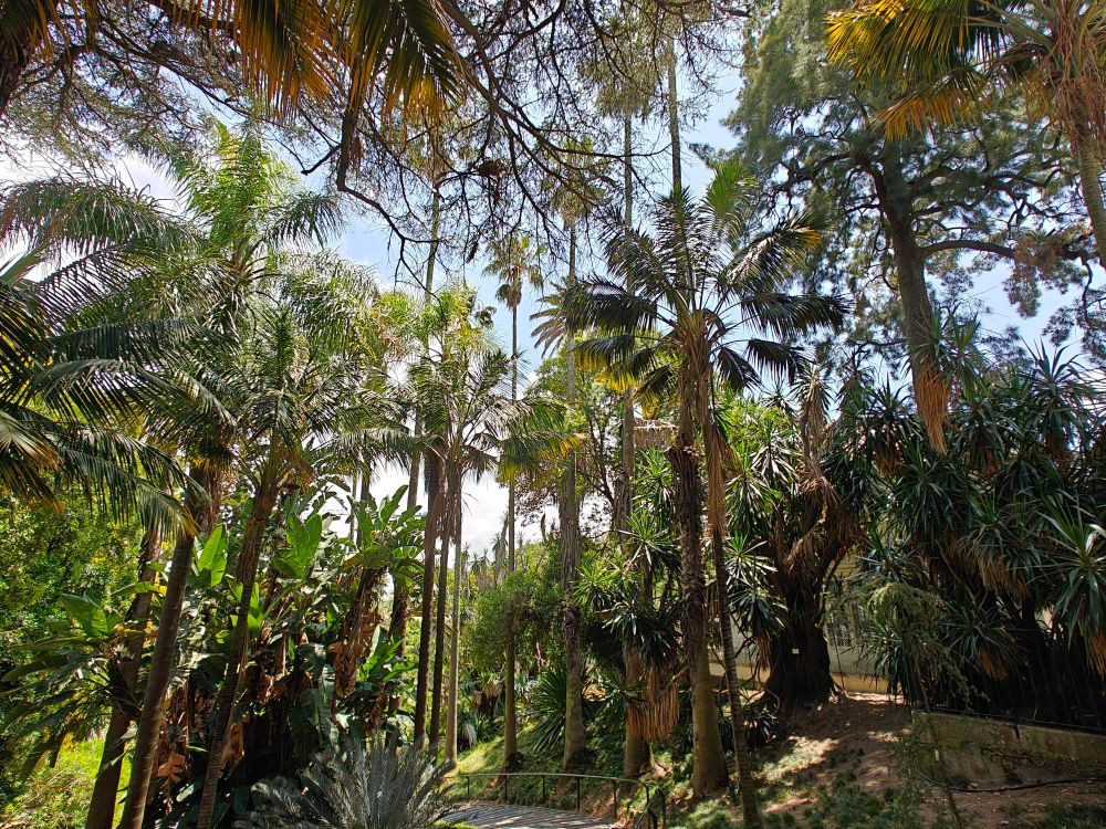 Botanical garden of Lisbon. View of a palm canopy. The blue sky is visible in the background.