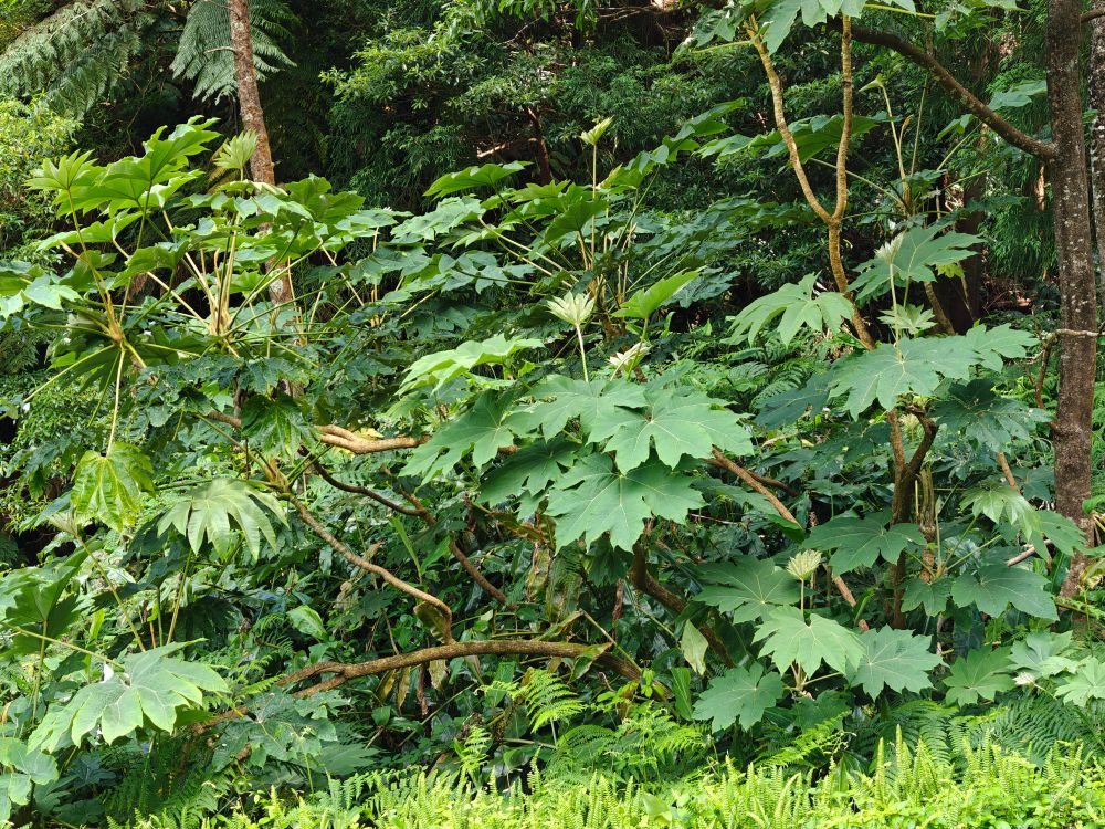 Tetrapanax papyrifer