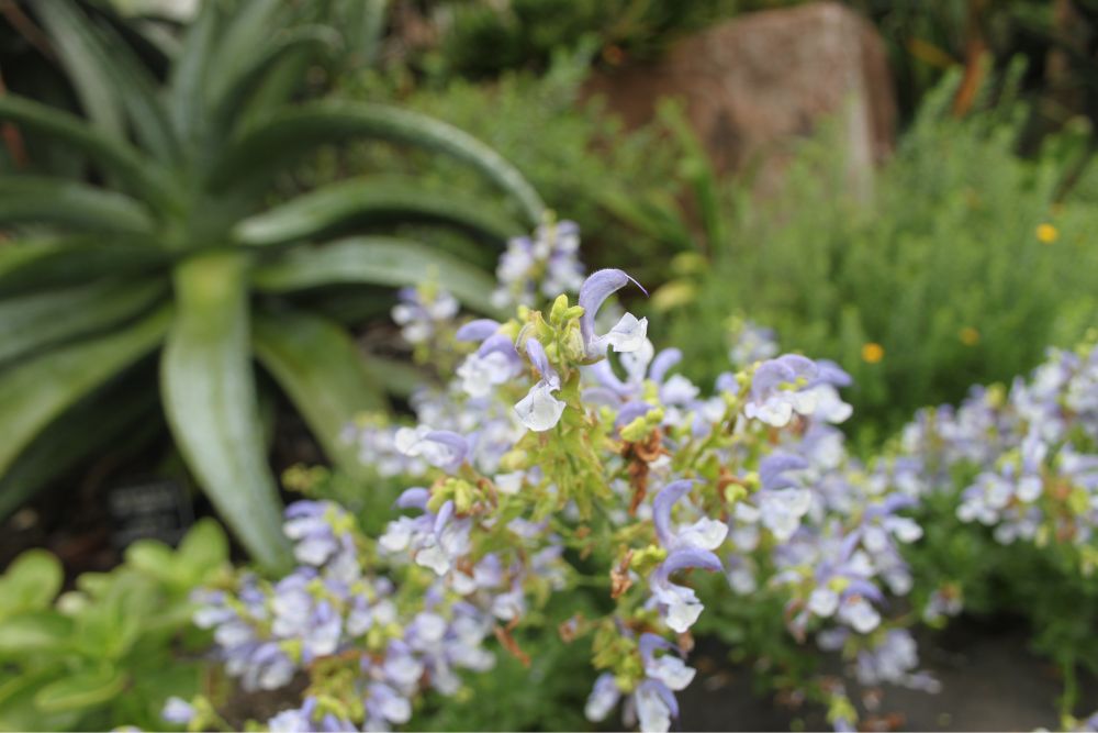 One small very light purple flower is in focus while the rest of the plant and green leaves and other green plants are in the background 