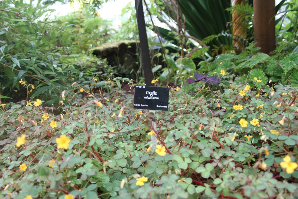 A black sign saying Oxalis Vulcanicola is in focus while the plant that is mentioned on the sign is yellow and has green leaves and is in one wide and long bush with green leaves which go in and out of focus