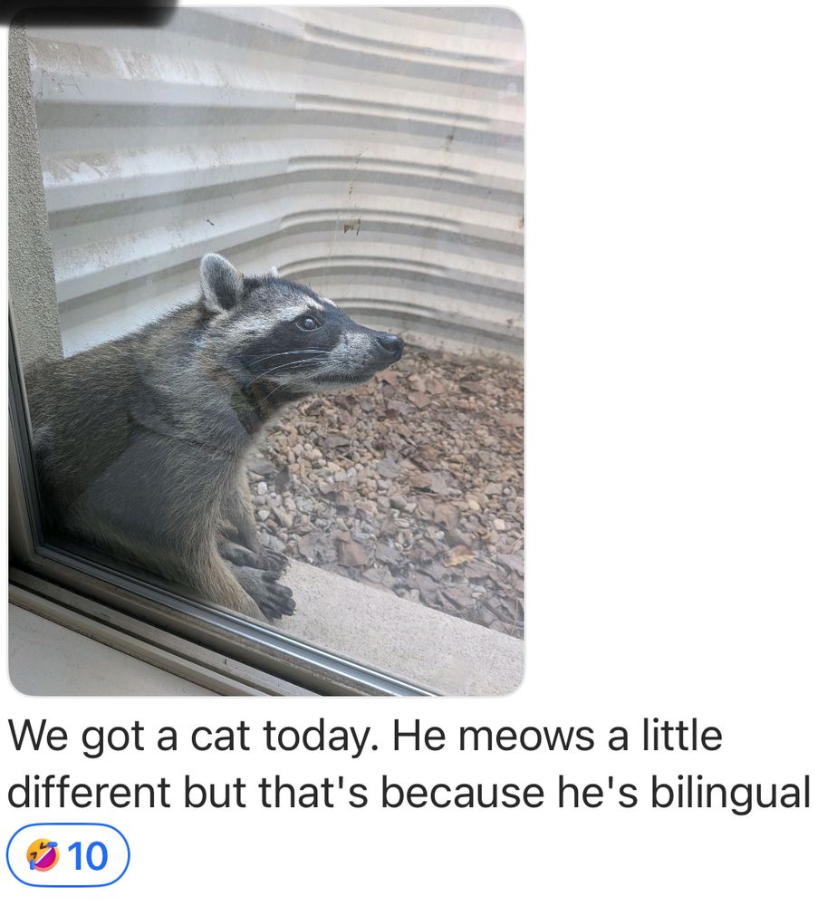 My nephew took a picture of a raccoon in his basement window well, and wrote, “We got a cat today. He meows a little different, but that’s because he’s bilingual.”