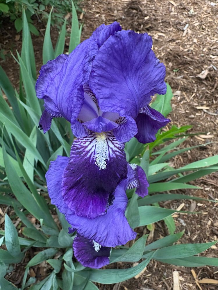 Deep purple iris