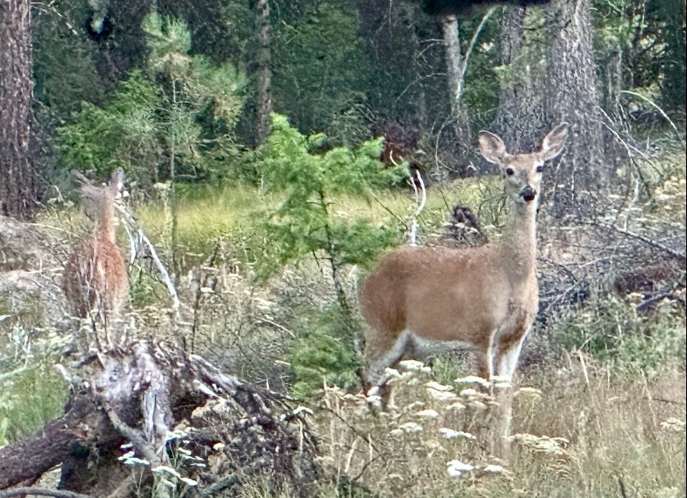 Two whitetail deer does 