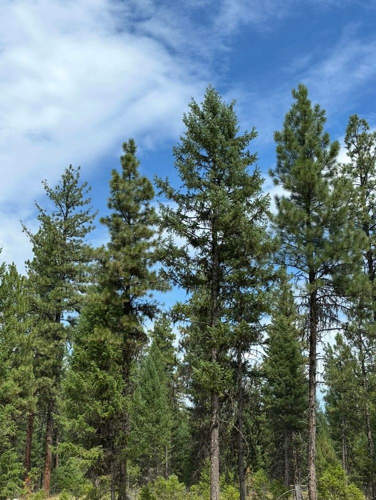 Evergreen trees under partly cloudy skies 