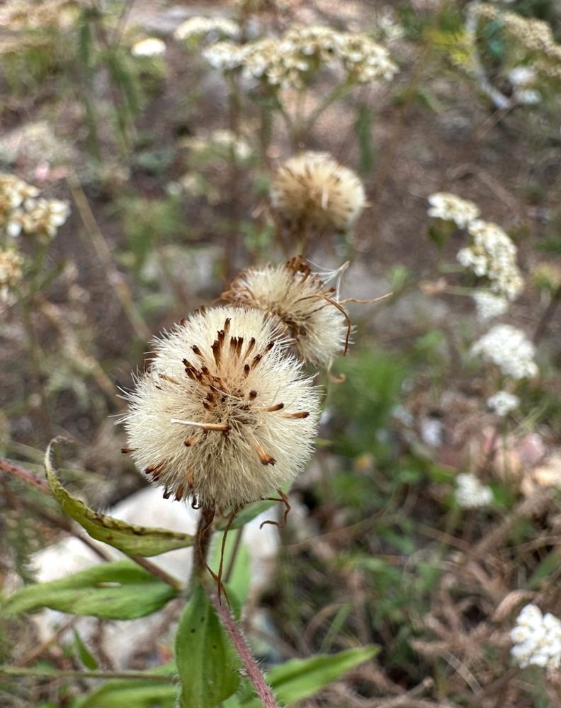 Wildflower fuzzy pops (seed heads)