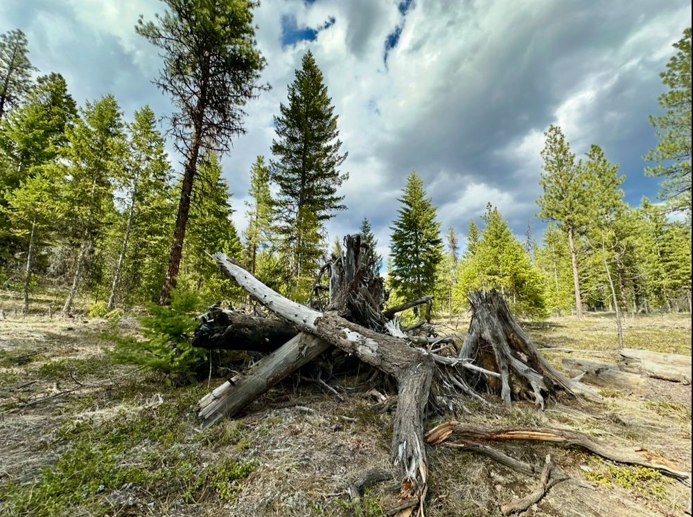 A nice pile of logs and stumps among conifer trees under cloudy skies. It appears to be a troll fortress or a chipmunk castle. 
Photo throwback from early spring. 