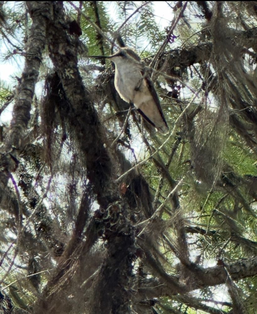 Hummingbird sitting in mossy conifer tree branches