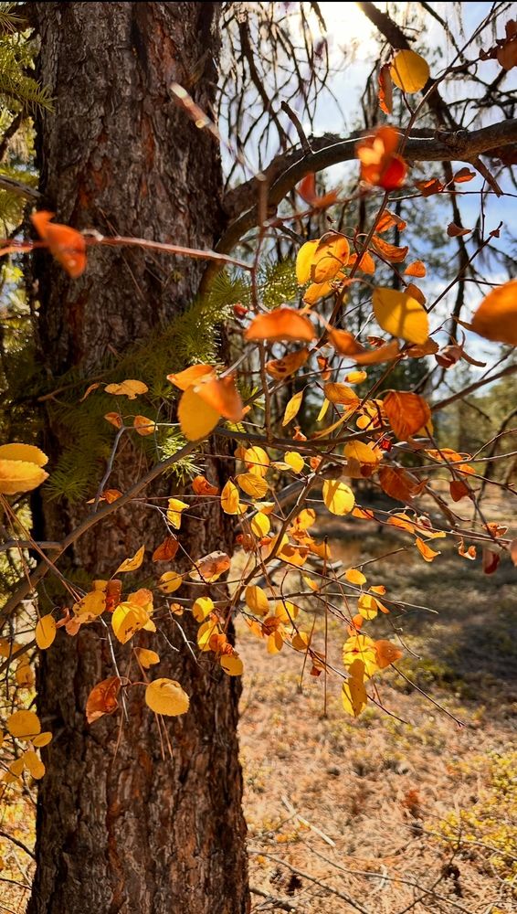 Colorful autumn leaves on a deciduous tree branch, showing final season splendor in front of a conifer tree trunk. 