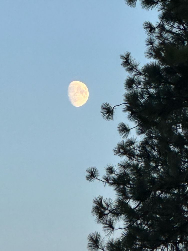 The waxing gibbous moon beyond a pine tree in a clear blue sky 