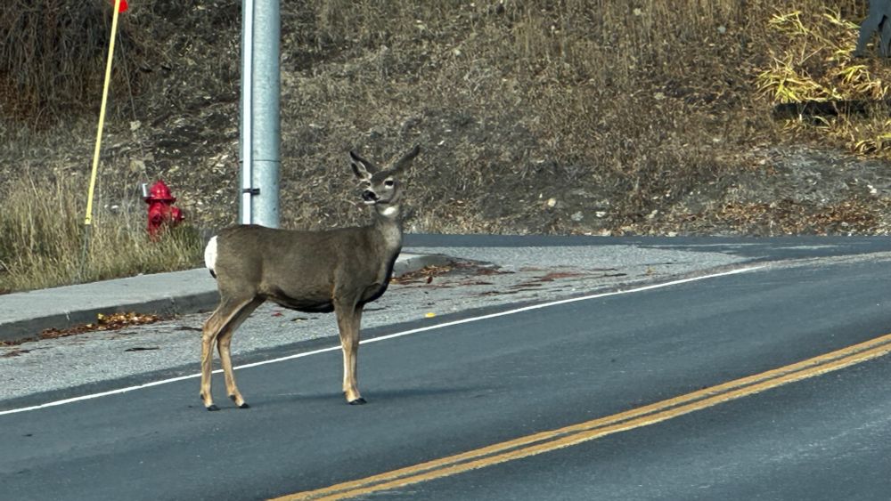 A mule deer doe crossing the road 