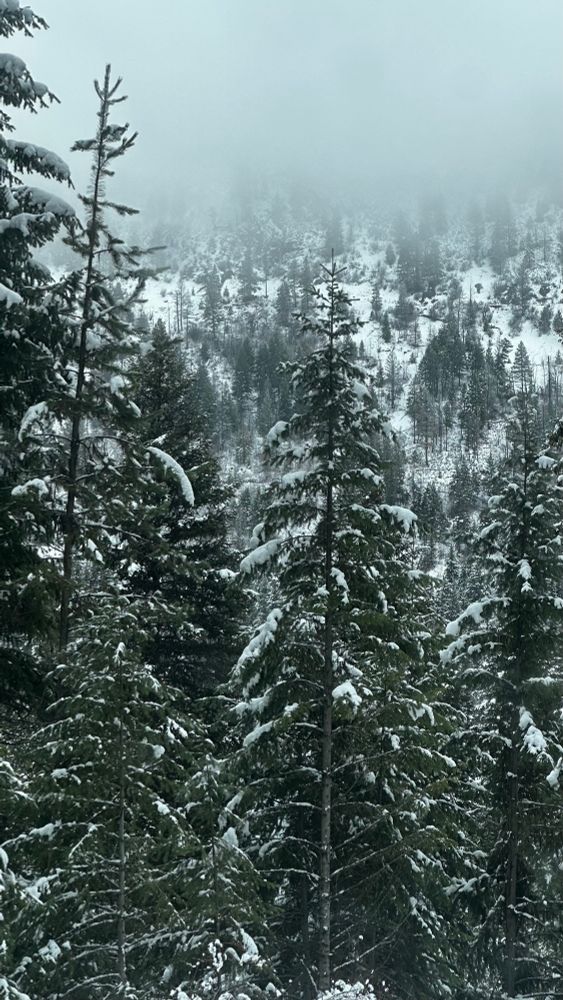 Snow covered conifer trees in front of a foggy hillside 