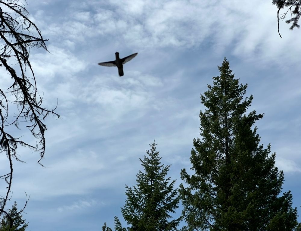 Underneath a hummingbird in flight with a few trees and cloudy sky 