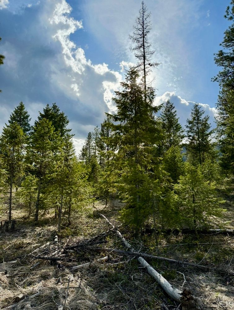 Conifer trees with a tamarack highlight reaching for the sunshine in a partly clouded sky. A few random scattered branches in the foreground. Throwback from early spring. 