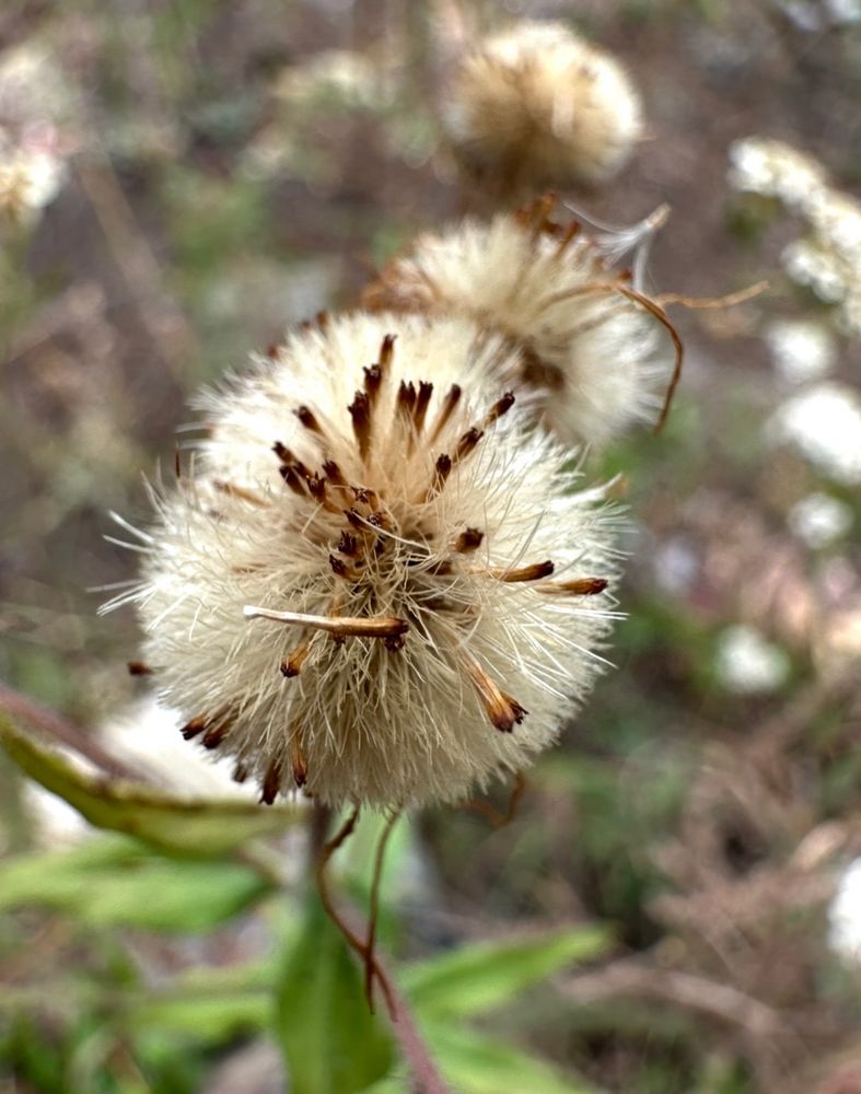 Wildflower fuzzy pops (seed heads)